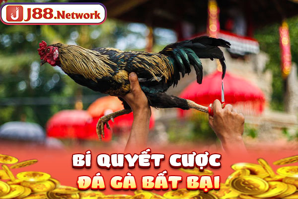 Bí quyết cược đá gà bất bại Bí quyết cược đá gà bất bại
