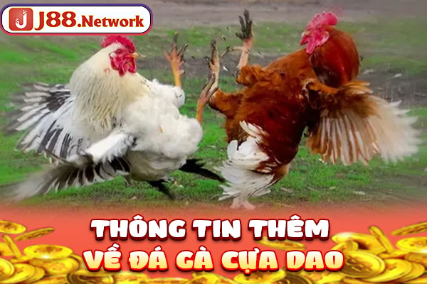 Thông tin thêm về đá gà cựa dao Thông tin thêm về đá gà cựa dao
